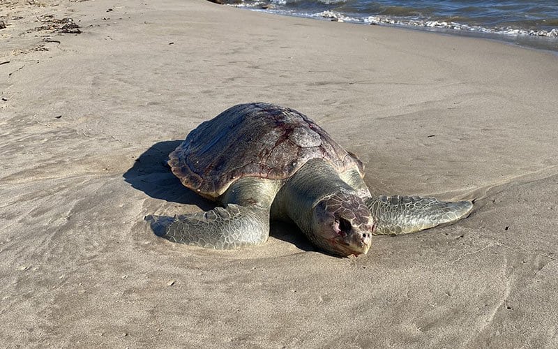 Tortuga Marina Muerta A Orillas De Playa Lido Es La Segunda Hallada En