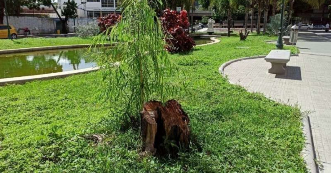 tala de arboles