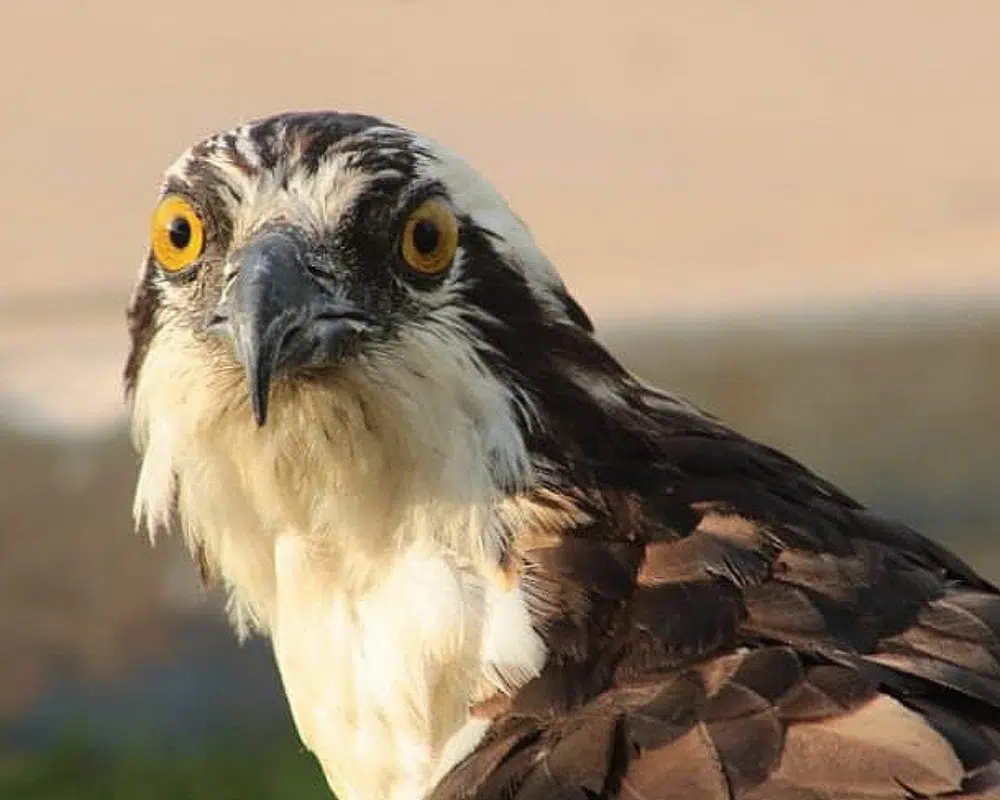Águila pescadora: Una especie poco conocida es rescatada en Maracaibo.