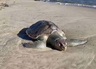 Tortuga Marina muerta a orillas de Playa Lido es la segunda hallada, en condiciones similares, en dos meses