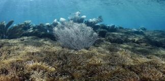 Director de Proyecto Unomia: Coral invasor crea desequilibrio ambiental en costas venezolanas y amenaza al Caribe