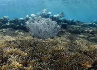 Director de Proyecto Unomia: Coral invasor crea desequilibrio ambiental en costas venezolanas y amenaza al Caribe