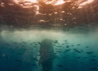 Fotógrafo colombiano: Venezuela es el país más fantástico que he encontrado para hacer fotografías subacuáticas