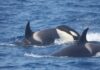 Ballenas orca margarita referencial Christina Martin