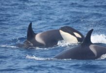 Ballenas orca margarita referencial Christina Martin
