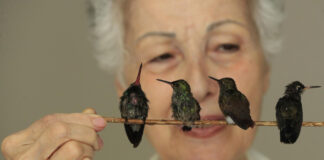 Un "hospital" de colibríes da vida a estas aves heridas y huérfanas en Ciudad de México