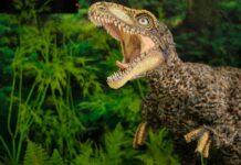 dinosaurio Museo de Ciencias Tachiraptor