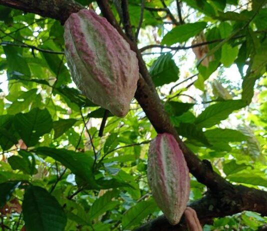 95% de las plantaciones de cacao en Sucre afectadas por el hongo Escoba de Bruja