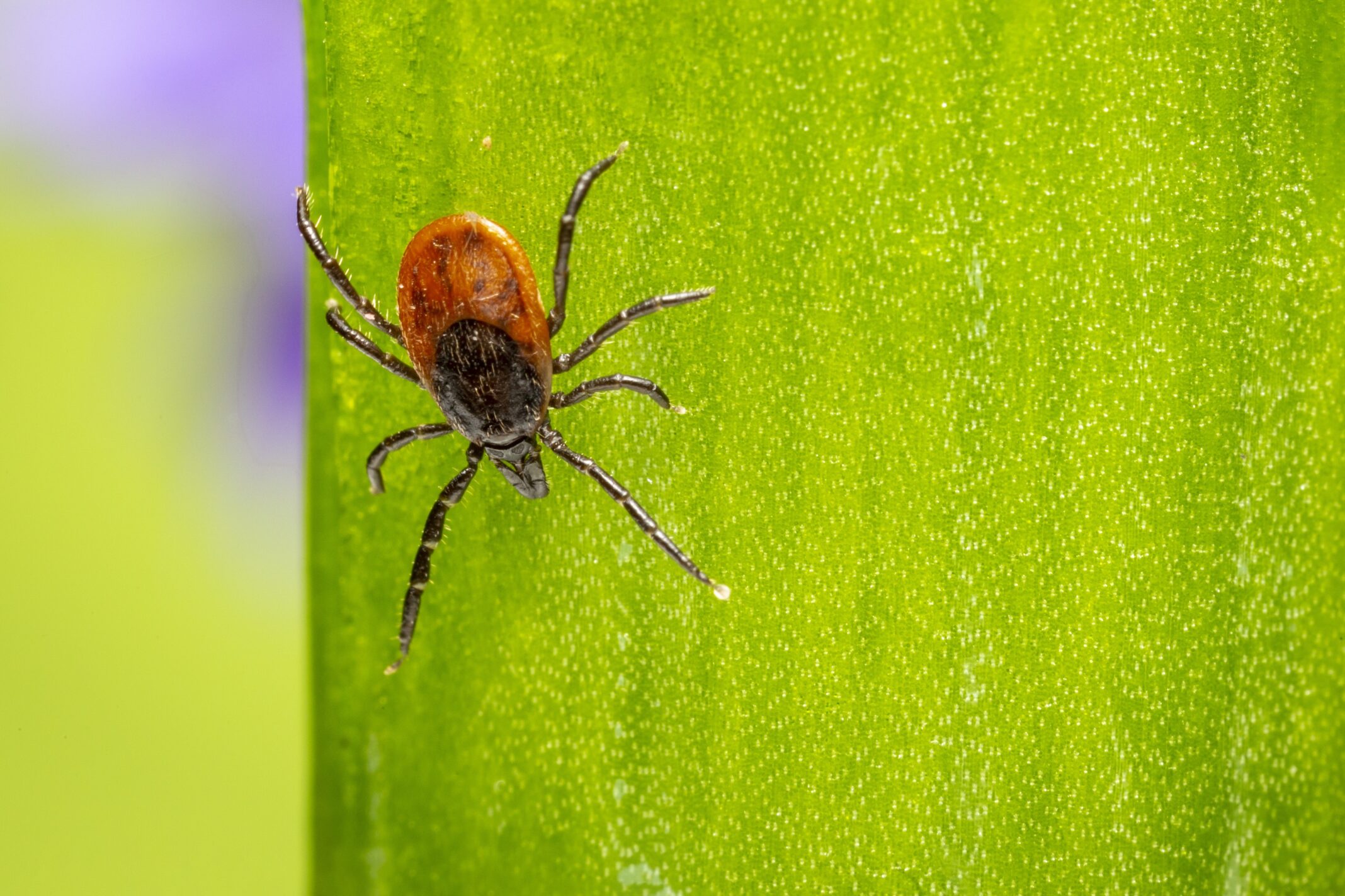 Garrapatas Y Las Enfermedades Transmisibles A Los Humanos