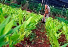 Productores de Anzoátegui esperanzados con el decreto de la Zona Económica Especial Agroalimentaria de Oriente