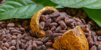 Janeth Gutiérrez Arvelo: Hay que trabajar el cacao desde la parcela hasta la barra 