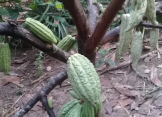 Asoprocave plantea proceso de modernización de plantaciones cacaoteras y ampliación de superficies para mejorar rendimiento
