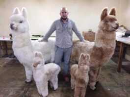 Franko Gercegg: El venezolano creador de la alpaca que las kardashian le regalaron al hijo de Paris Hilton