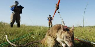 ratas trincheras Ucrania