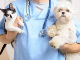 ¿Por qué es importante esterilizar a nuestras mascotas? Médico veterinario responde