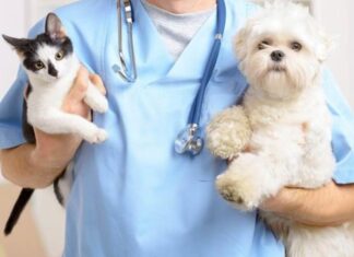¿Por qué es importante esterilizar a nuestras mascotas? Médico veterinario responde