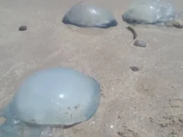 ¿Qué hacer ante la presencia de medusas “Bola de Cañón” en costas de Lechería?