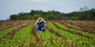 Campo venezolano conuquero Fedeagro hortalizas