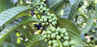 Aranceles de Trump amenazan al café latinoamericano, con precios récord del grano en EEUU