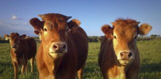 bovino ganado leche carne maíz