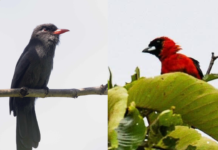 Dos especies de aves fueron descubiertas en el estado Amazonas Dos especies de aves descubiertas en el Amazonas
