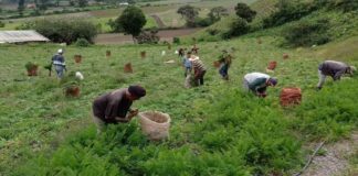 Merida Agricultores super niño
